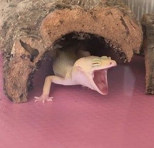 Pack corcho pesebre Belén terrario