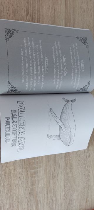 Libro para pintar niños y adultos