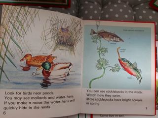Lote 8 libros nfantiles naturaleza en ingles