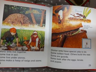 Lote 8 libros nfantiles naturaleza en ingles