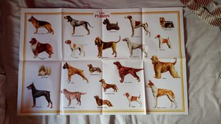 Poster Perros Veterinaria