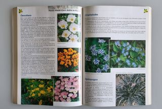 Plantas vivazes e para Jardins de Rocha