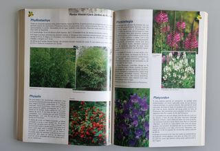 Plantas vivazes e para Jardins de Rocha