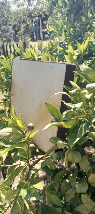 INSTRUMENTOS MUSICALES TRADICIONALES