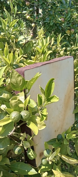 INSTRUMENTOS MUSICALES TRADICIONALES