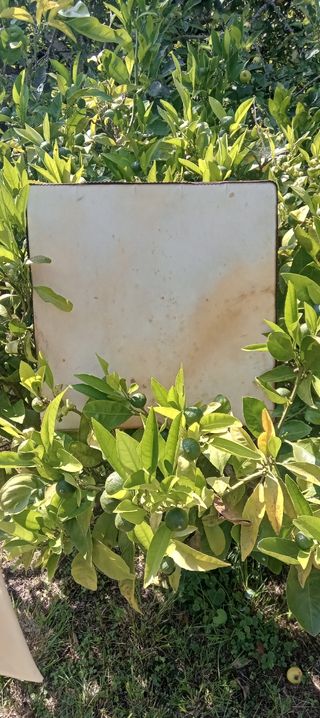 INSTRUMENTOS MUSICALES TRADICIONALES