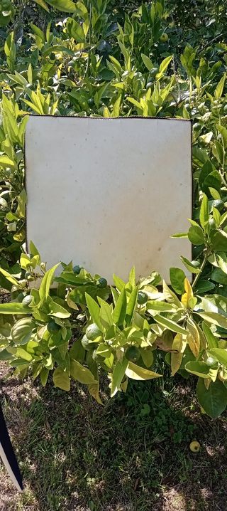 INSTRUMENTOS MUSICALES TRADICIONALES