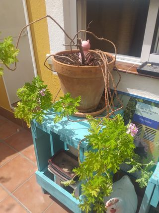 GRANDE  MACETAS DE BARRO CON PLANTAS NATURALES