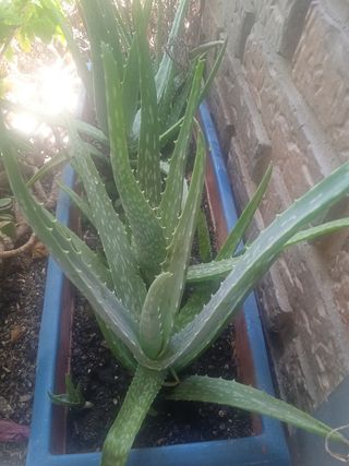 JARDINERA ALOE VERA(3)