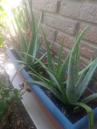 JARDINERA ALOE VERA(3)