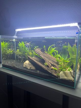 Acuario 70l