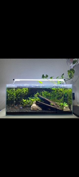 Acuario 70l