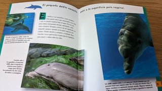 ¿Quién eres? Ardilla y delfín.