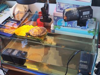 Tortugero isla completo