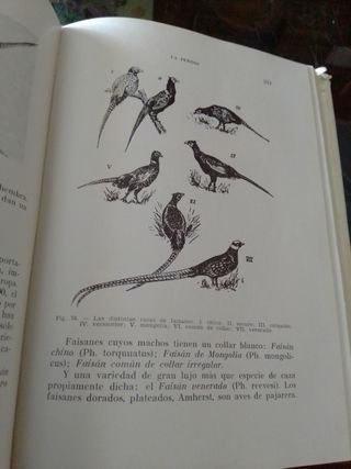 LIBRO CAZA LA PERDIZ Y CAZAS PLUMA