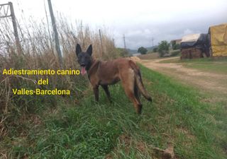 adiestramiento y educación canina