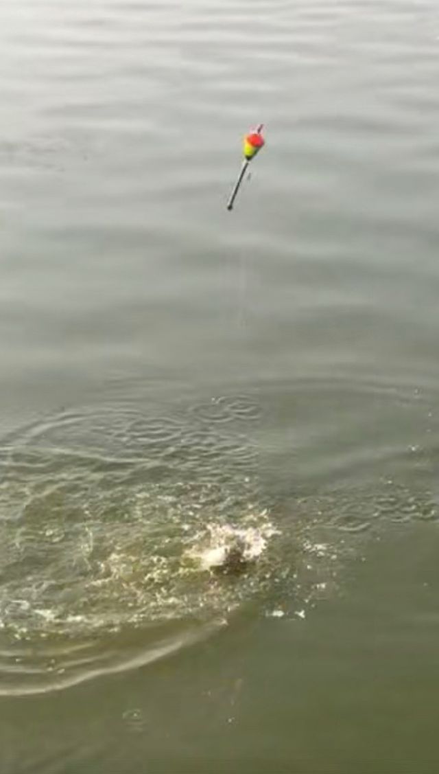 Corcho especial pesca