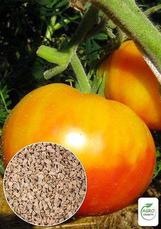 Semillas de tomate "Arcoíris" (10 unidades)