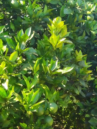 VENTA PARCELA NARANJOS EN RIBERA DEL JUCAR