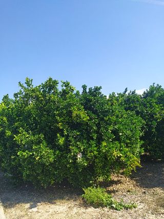 VENTA PARCELA NARANJOS EN RIBERA DEL JUCAR