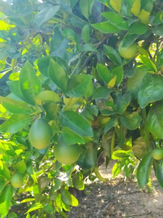 VENTA PARCELA NARANJOS EN RIBERA DEL JUCAR