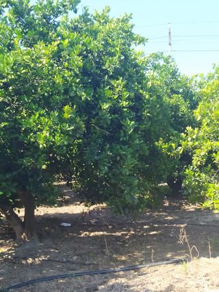 VENTA PARCELA NARANJOS EN RIBERA DEL JUCAR