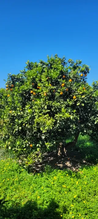 VENTA PARCELA NARANJOS EN RIBERA DEL JUCAR