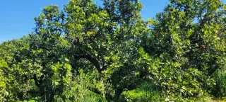 VENTA PARCELA NARANJOS EN RIBERA DEL JUCAR