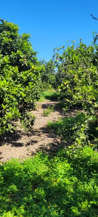 VENTA PARCELA NARANJOS EN RIBERA DEL JUCAR