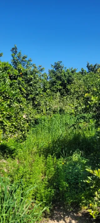 VENTA PARCELA NARANJOS EN RIBERA DEL JUCAR