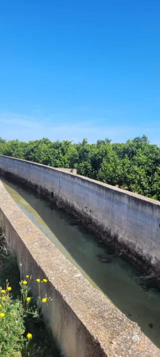 VENTA PARCELA NARANJOS EN RIBERA DEL JUCAR