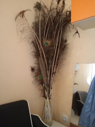 Plumas de Pavo Real