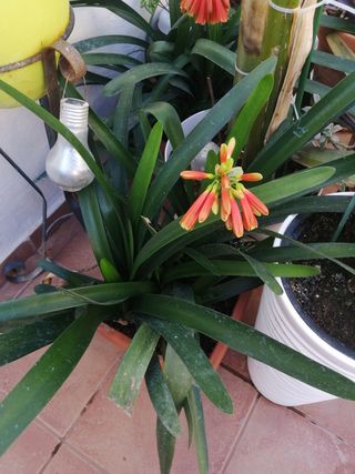 CLIVIA PLANTA NATURAL