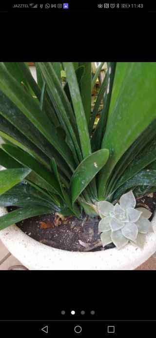 CLIVIA PLANTA NATURAL