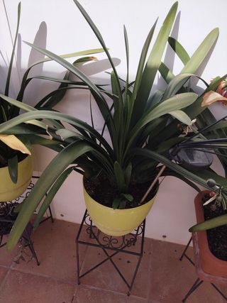 CLIVIA PLANTA NATURAL