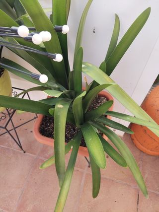 CLIVIA PLANTA NATURAL