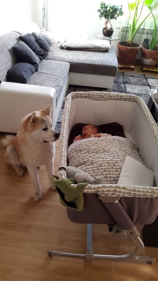 Colecho JANE - minicuna babyside