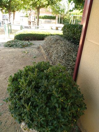 ❗️jardinero/picinas/pintor/ reformas❗️