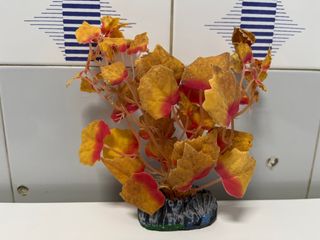 Plantas decorativas de Acuario