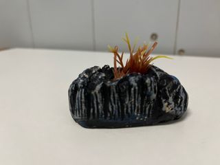Plantas decorativas de Acuario
