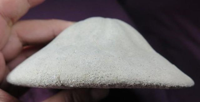 fósil,Clypeaster convexus,Tortoniense,calidad