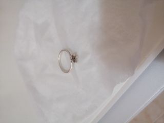 Anillos pandora ale talla 56