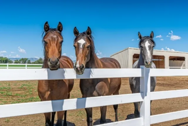 Mozo de cuadra de caballos busco trabajo