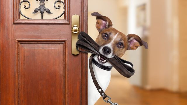 Paseo perros 🐕 en sevilla este