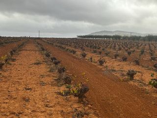 Venta de 5 fanegas de viña en consuegra