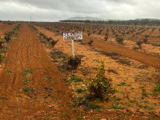 Venta de 5 fanegas de viña en consuegra