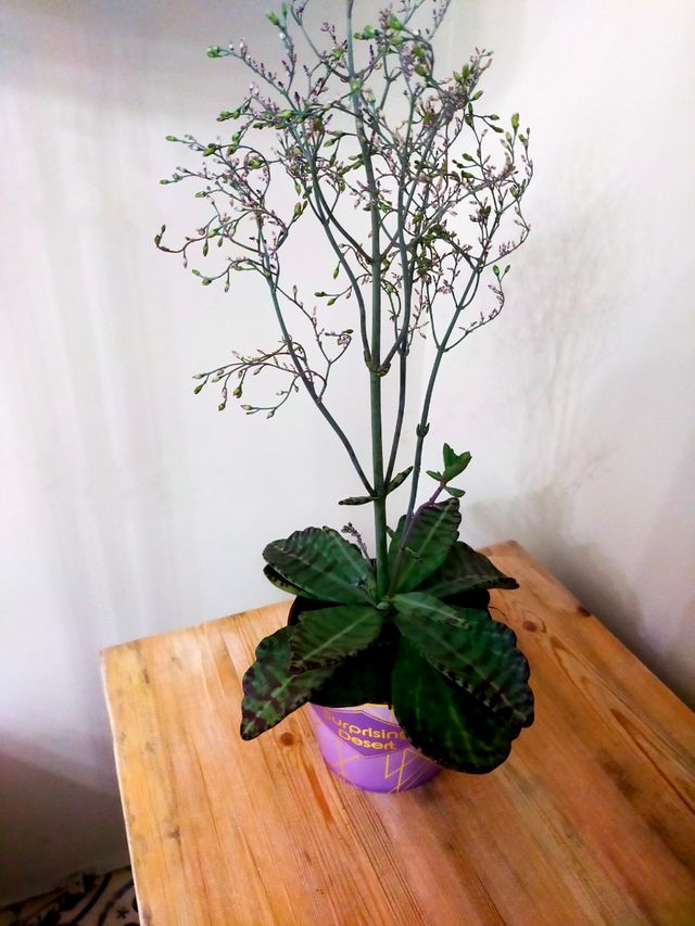 Planta Kalanchoe 