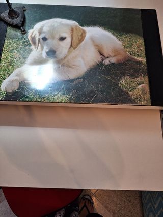 CONJUNTO DE ESCRITORIO, SILLA Y TAPETE