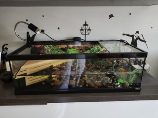 Lote aquaterrario tortugas y complementos