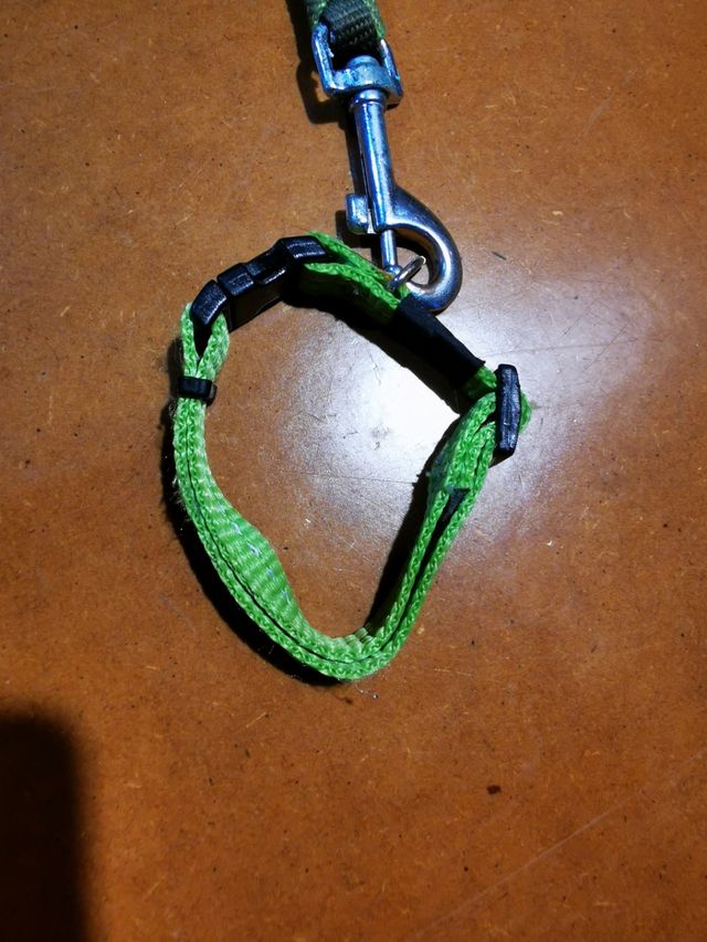 Correa Mascota pequeña